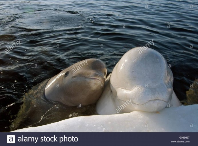 Белуха в Приморском океанариуме