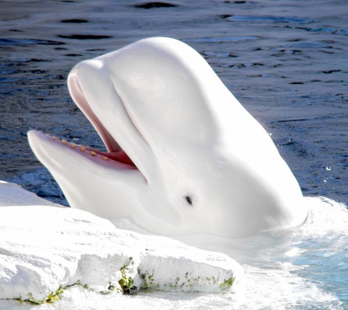 Дельфин альбинос и Белуга