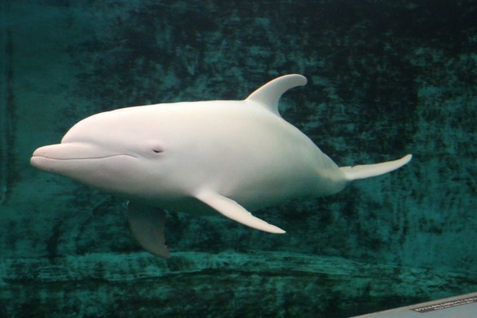 Кит Белуха и Касатка