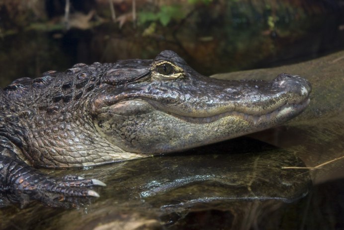 Caiman крокодил