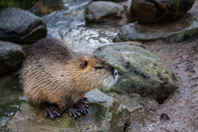Myocastor coypus нутрия