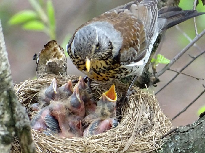 Колибри Пчелка гнездо