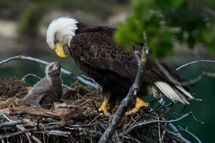 Забота о потомстве у птиц