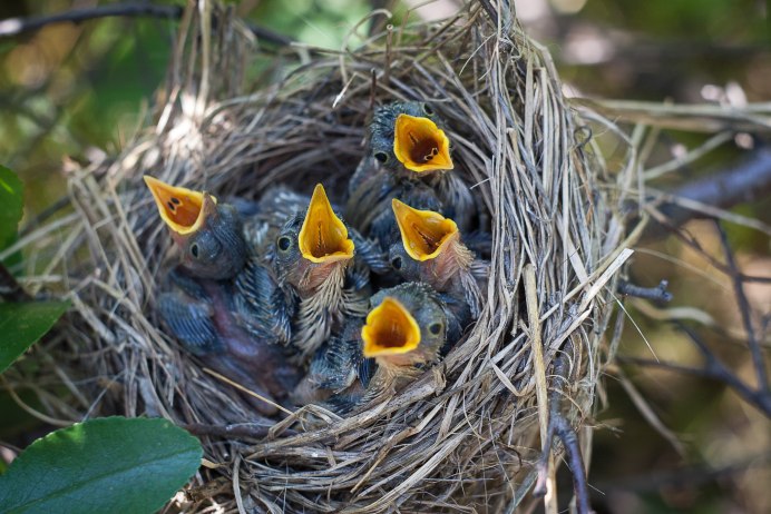 Куркуль птица фото