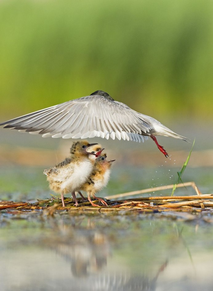 Белоголовый Орлан птенец