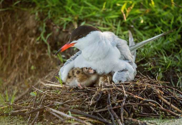 Птичка чомга птенец
