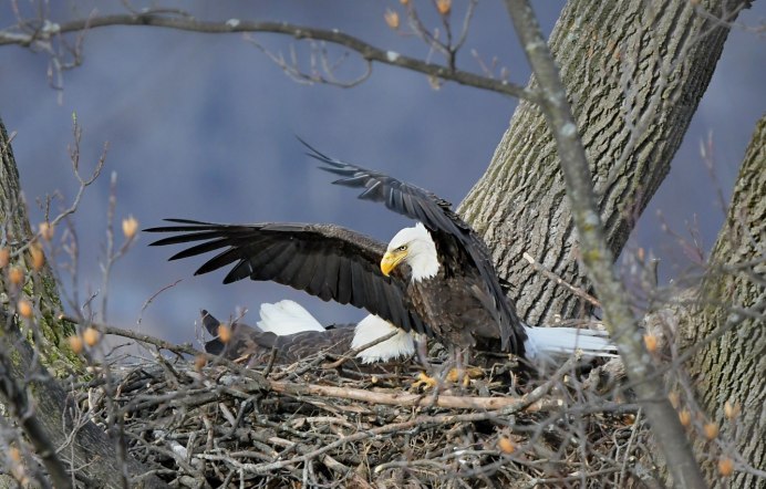 Белоголовый Орлан самка