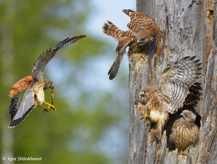 Птенцы в гнезде