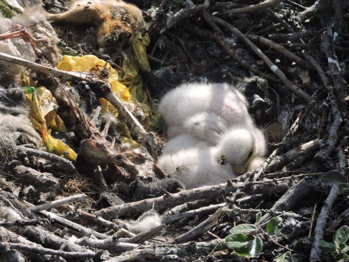 Речная крачка слеток