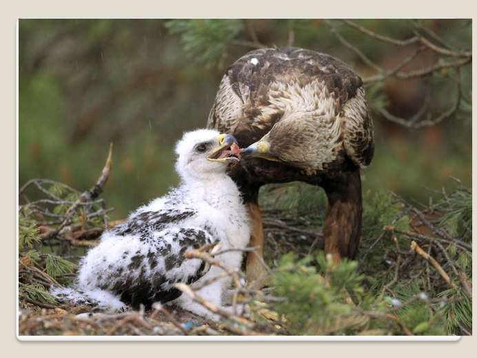 Птенец болотного Луня