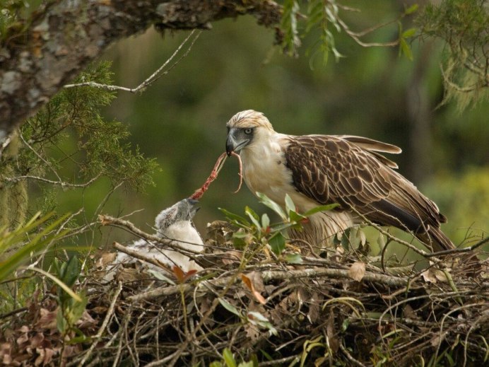 Обыкновенный скворец птенцы