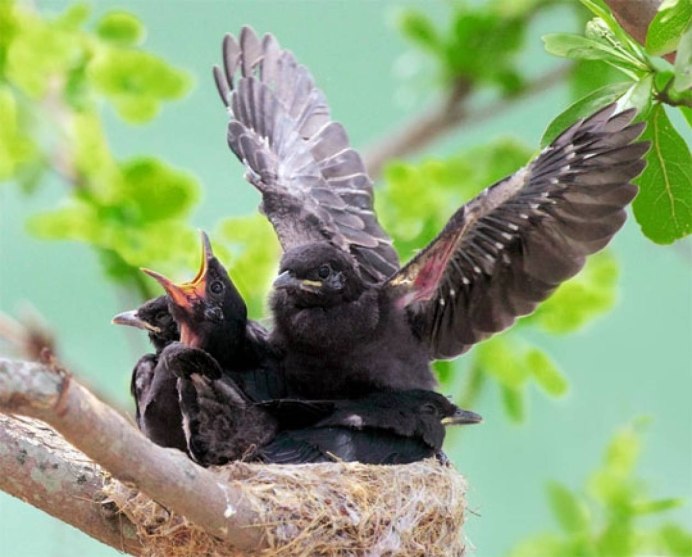 Птица защищается