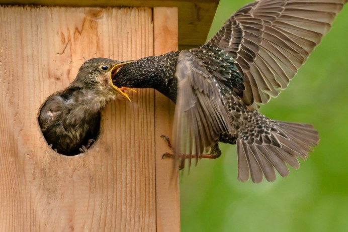 Орел-обезьяноед охота