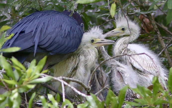 Орел Беркут птенцовая птица