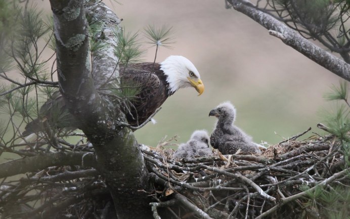 Гнездо ворона