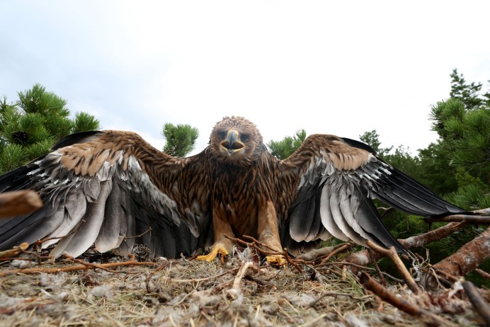 Дрозд кормит птенцов