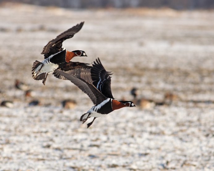 Краснозобая казарка гнездо птицы