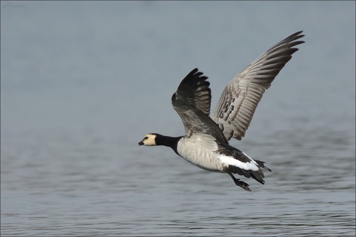 Белощекая казарка в полете