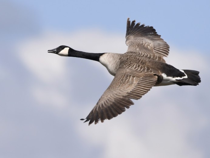 Гусь казарка