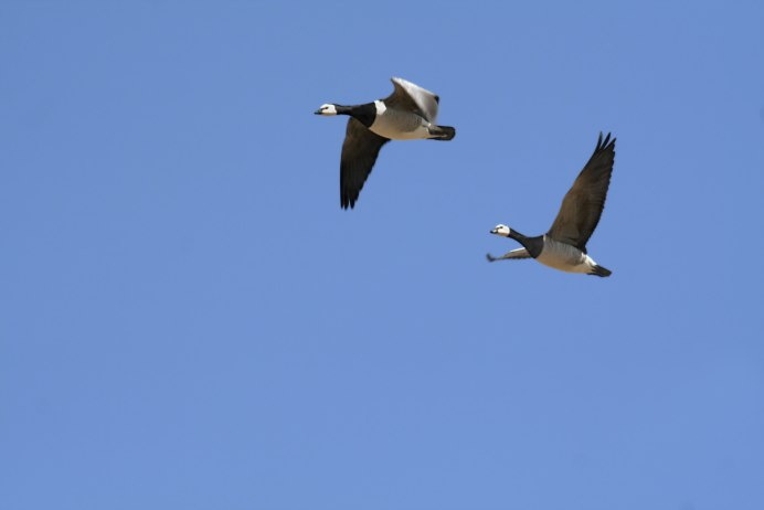 Черная казарка