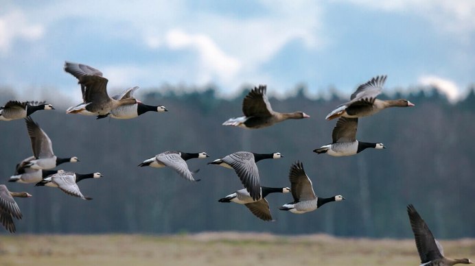 Канадский Гусь казарка
