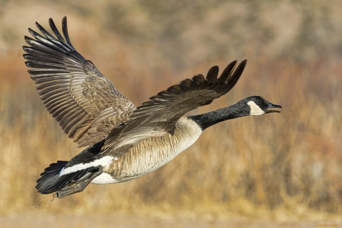 Казарка перелет