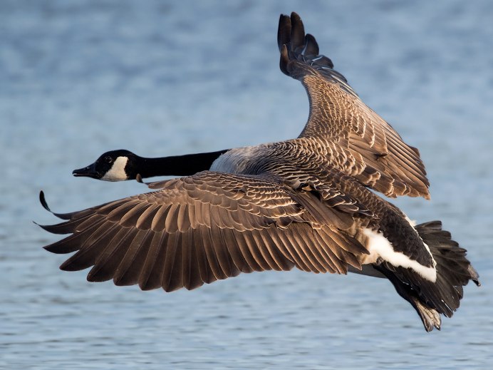 Канадская казарка полет