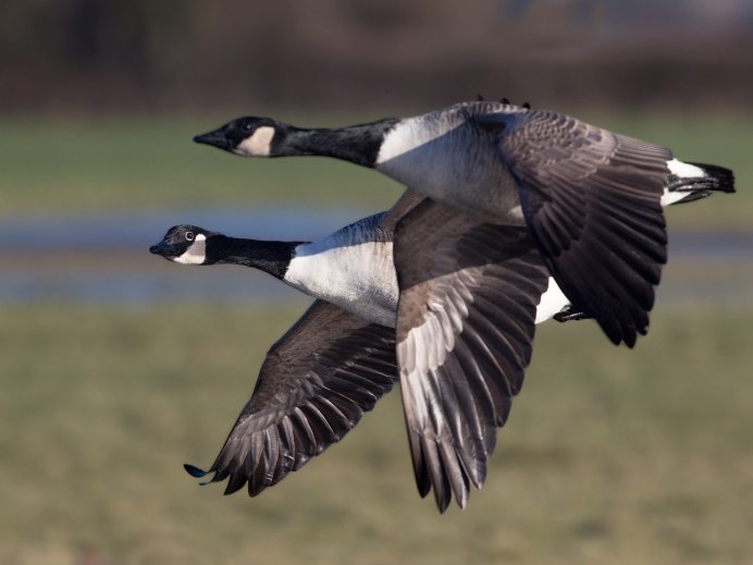 Канадская казарка в полете
