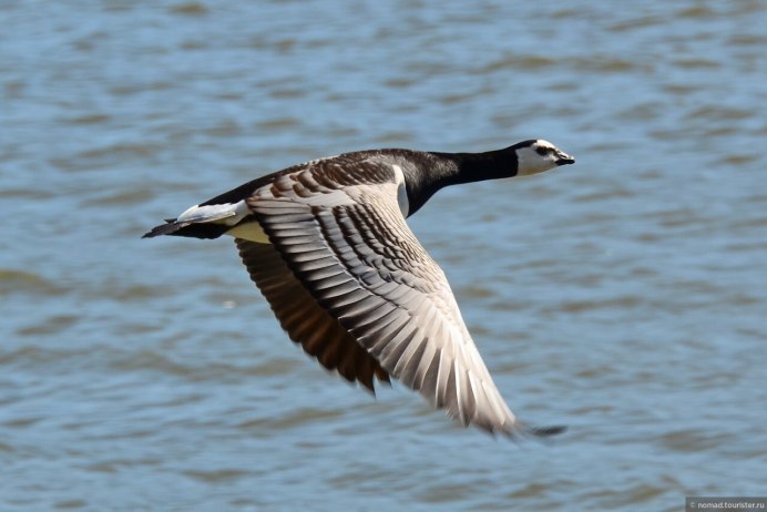 Алеутская казарка с утятами