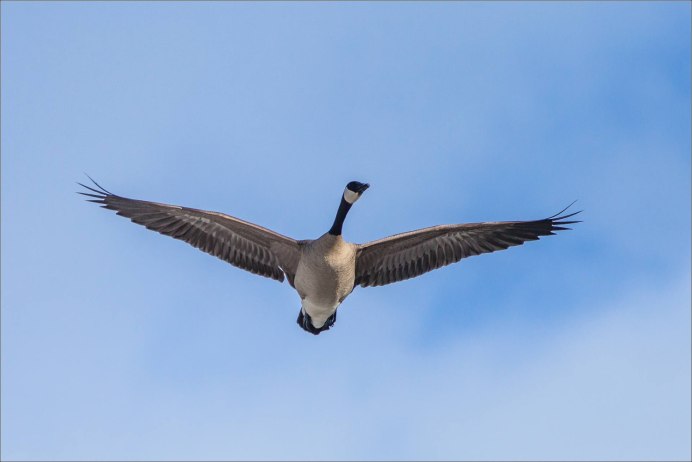Канадская казарка полет