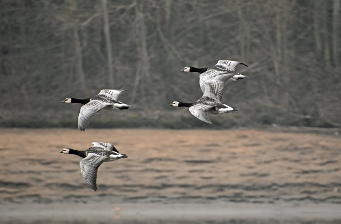 Гусь казарка пролетающая в Костромской области