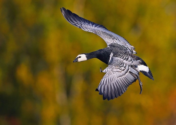 Белокрылая казарка