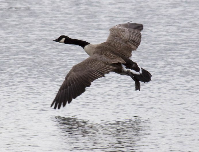 Алеутская канадская казарка