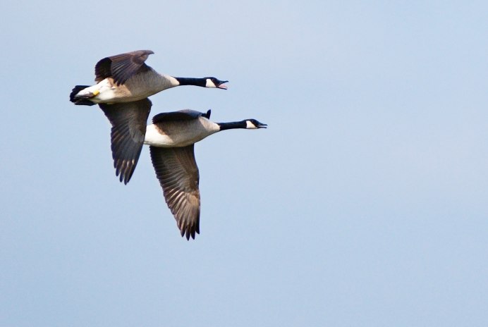 Казарка птица фото