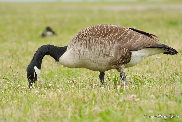 Черная казарка в полете