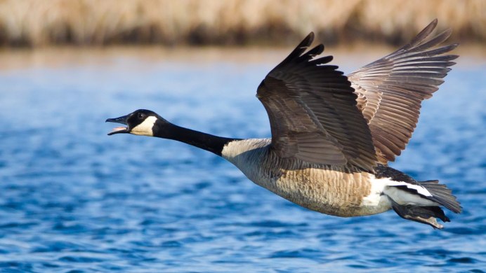 Дикие гуси в полете