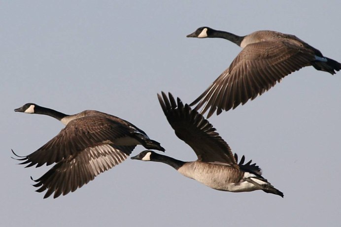 Малая казарка