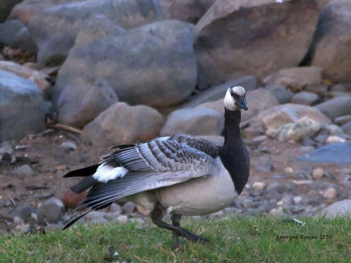 Канадская казарка в полете