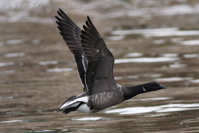 Краснозобая казарка летит