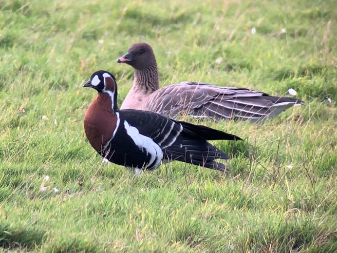 Канадский Гусь в полете