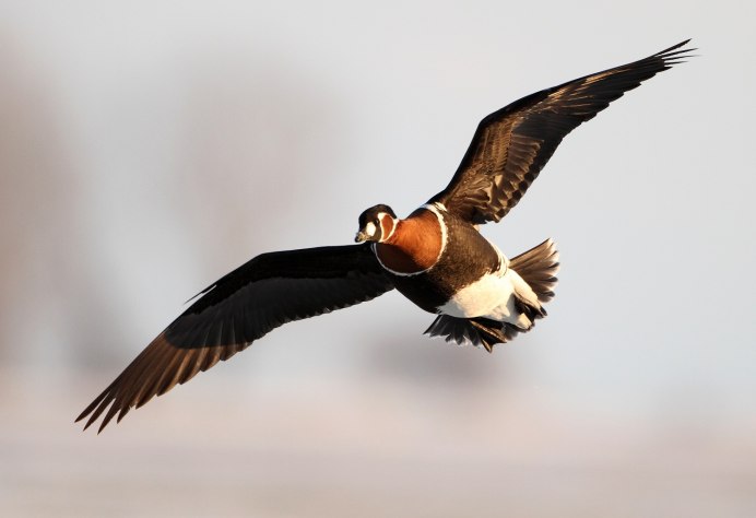 Краснозобая казарка летит