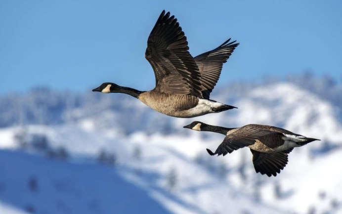 Казарка и Гусь в полете