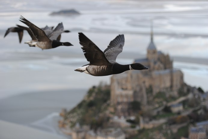 Канадский Гусь в полете