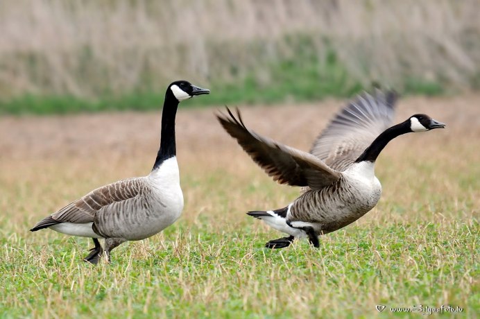 Краснозобая казарка Эстетика