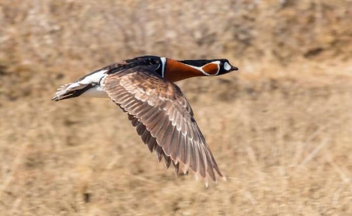 Краснозобая казарка летит