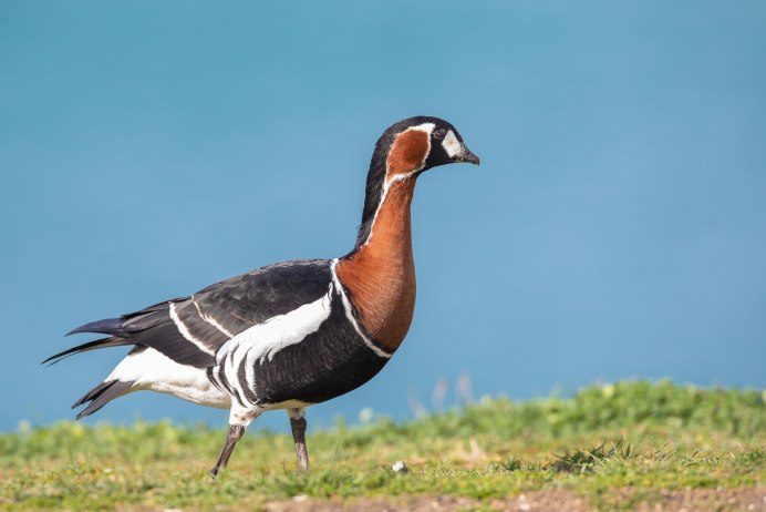 Белощёкая казарка Branta leucopsis