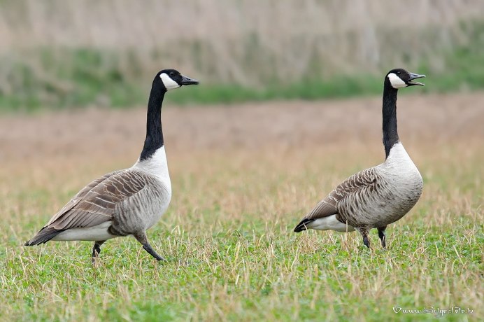 Канадская казарка в полете
