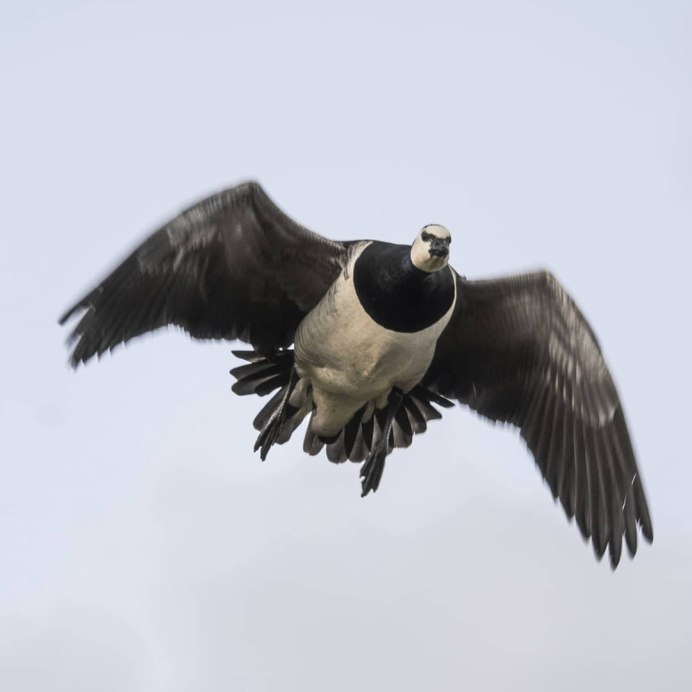 Гусь казарка ХМАО