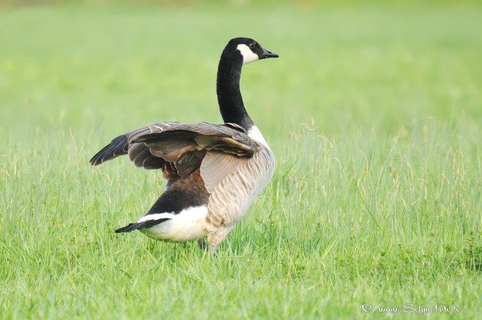 Канадский Гусь казарка