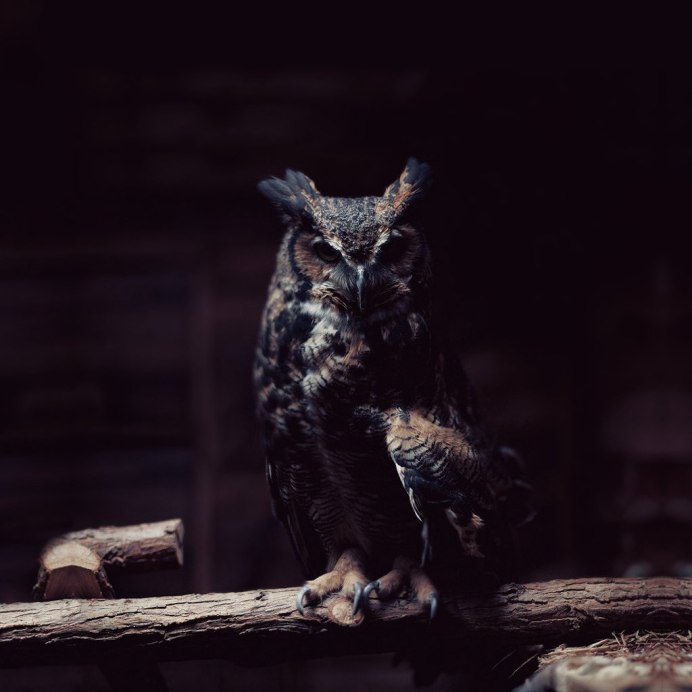 Филин в темноте